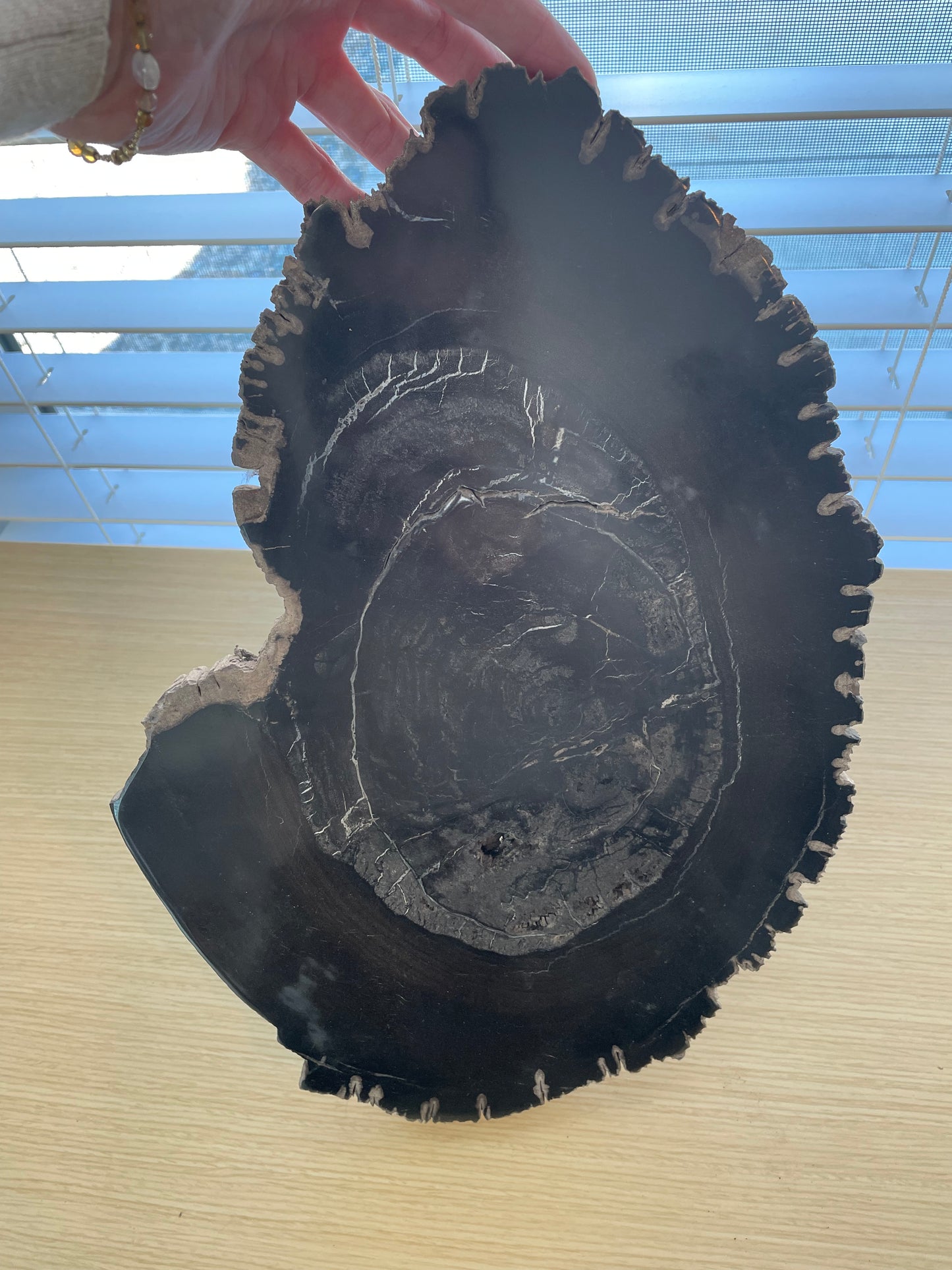 Large Petrified Wood Slab B