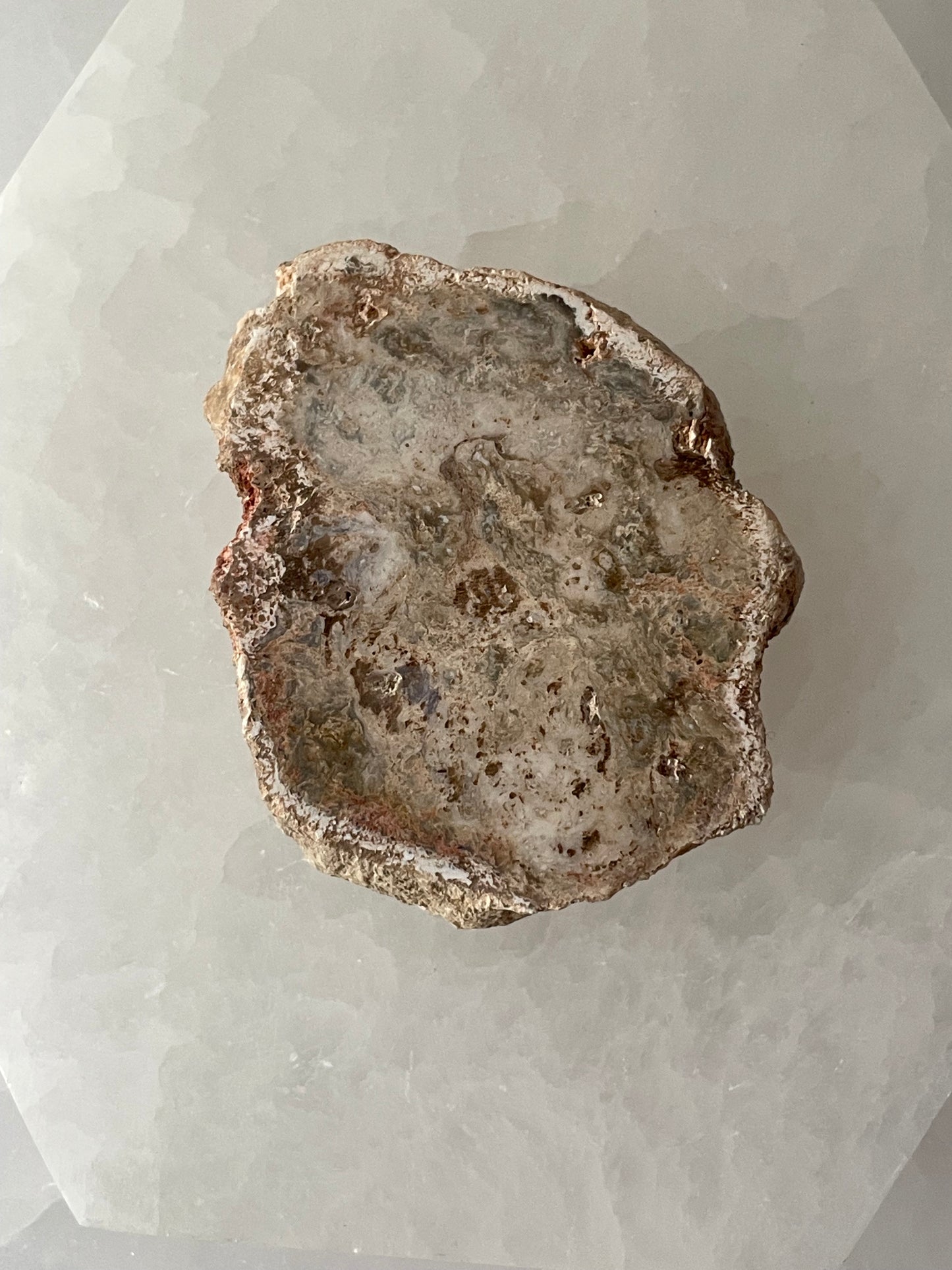 Petrified Wood Mini Slab