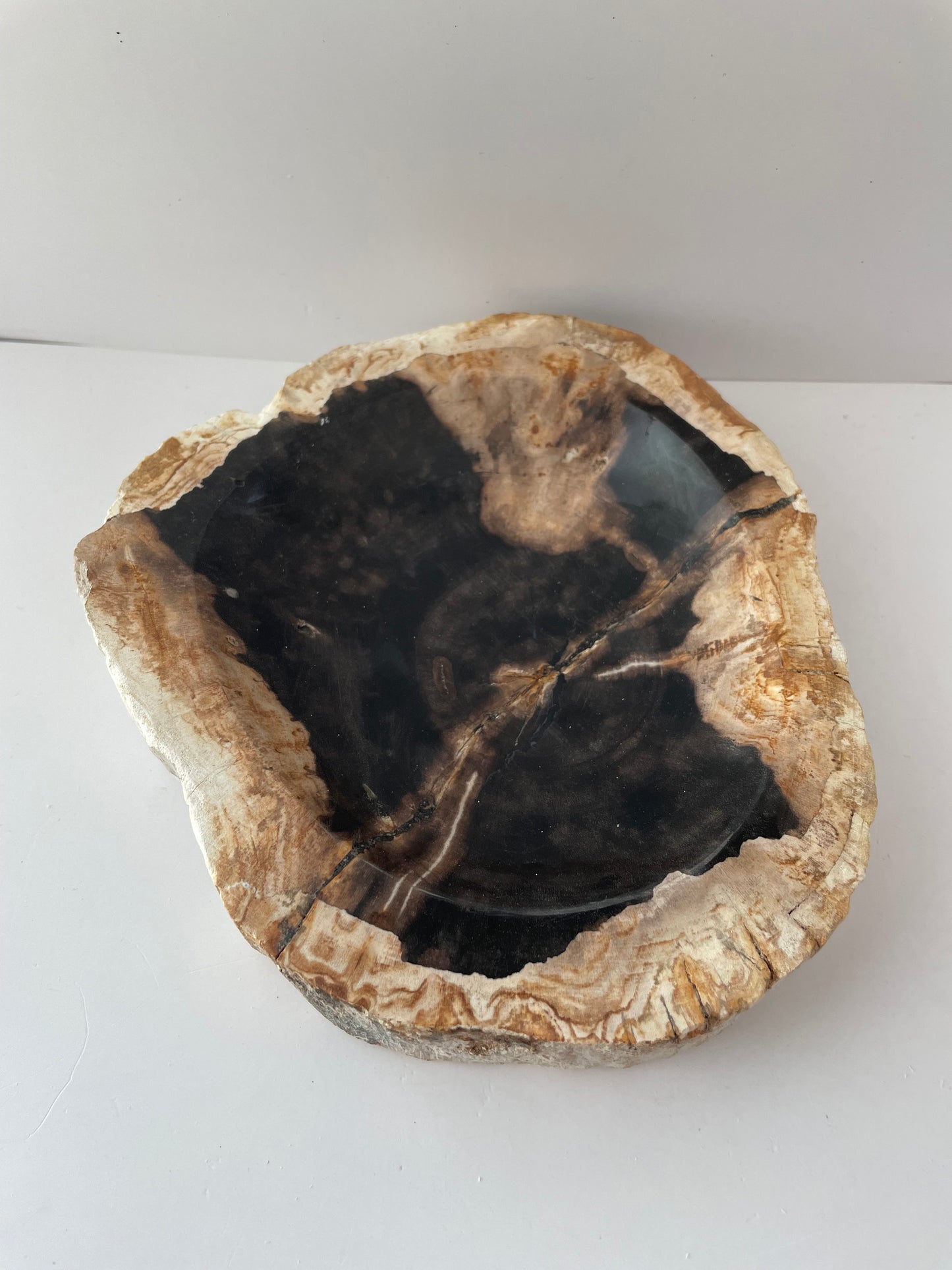 Petrified Wood Bowl C