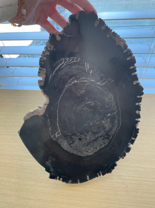 Large Petrified Wood Slab B