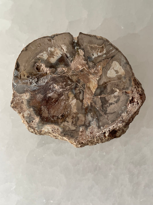 Petrified Wood Mini Slab