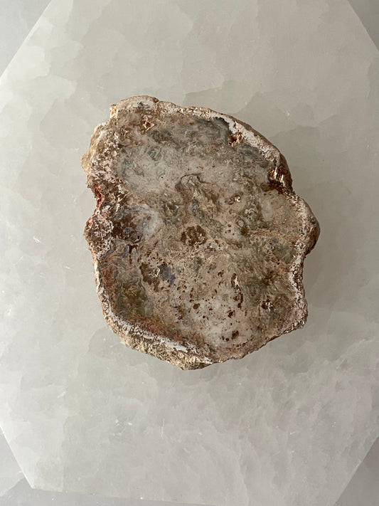 Petrified Wood Mini Slab