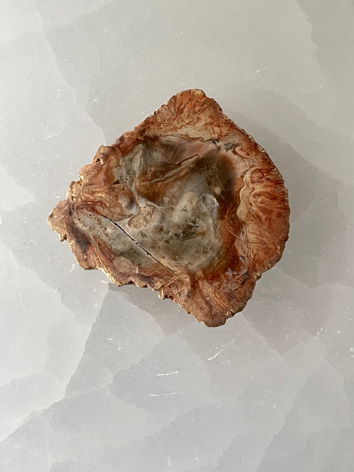 Petrified Wood Mini Slab