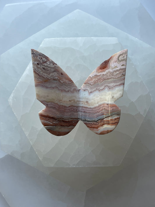Crazy Lace Agate Butterfly
