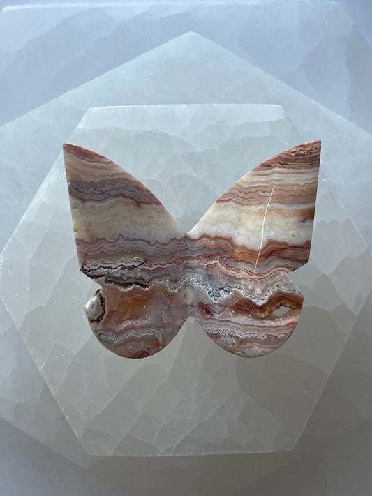 Crazy Lace Agate Butterfly 4