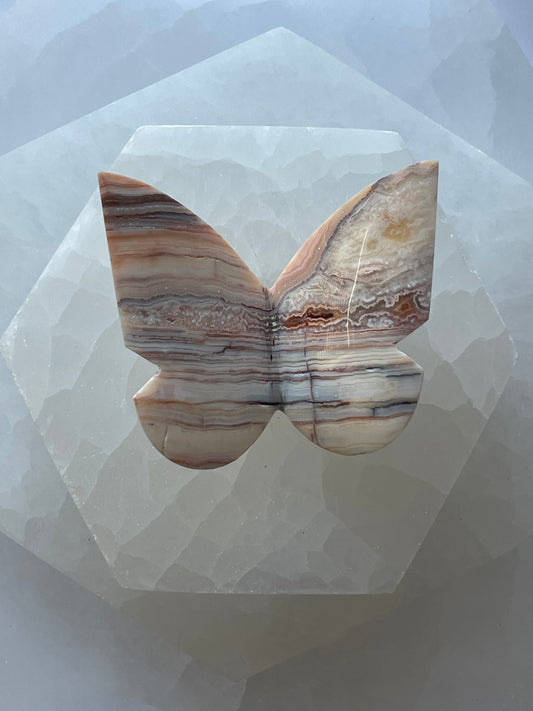 Crazy Lace Agate Butterfly 5