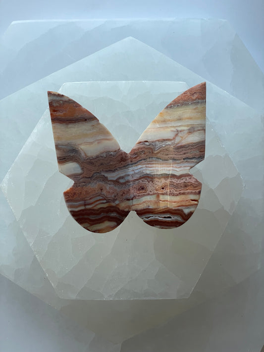 Crazy Lace Agate Butterfly 6