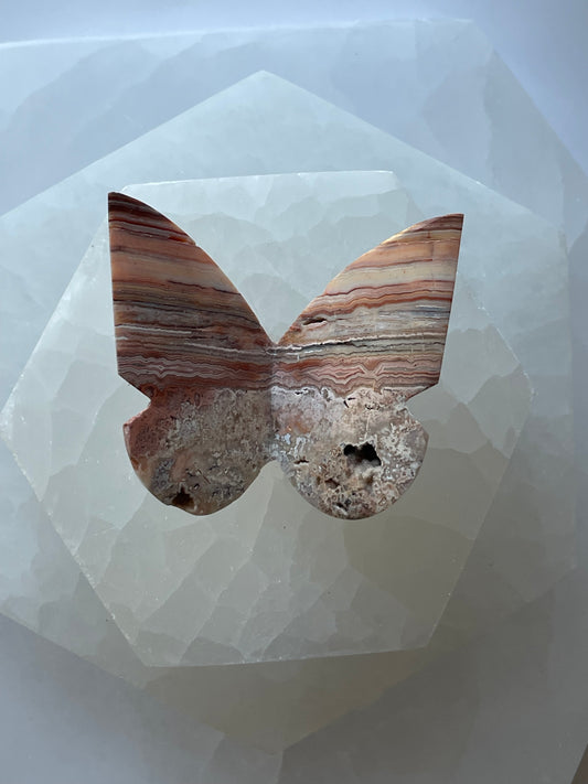 Crazy Lace Agate Butterfly 7