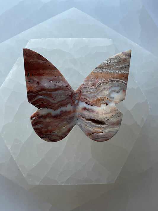 Crazy Lace Agate Butterfly 8