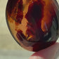 Ancient Amber Palm Stone